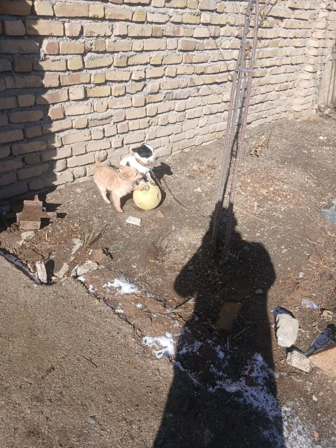 توله سگ|سگ|زند, |دیوار