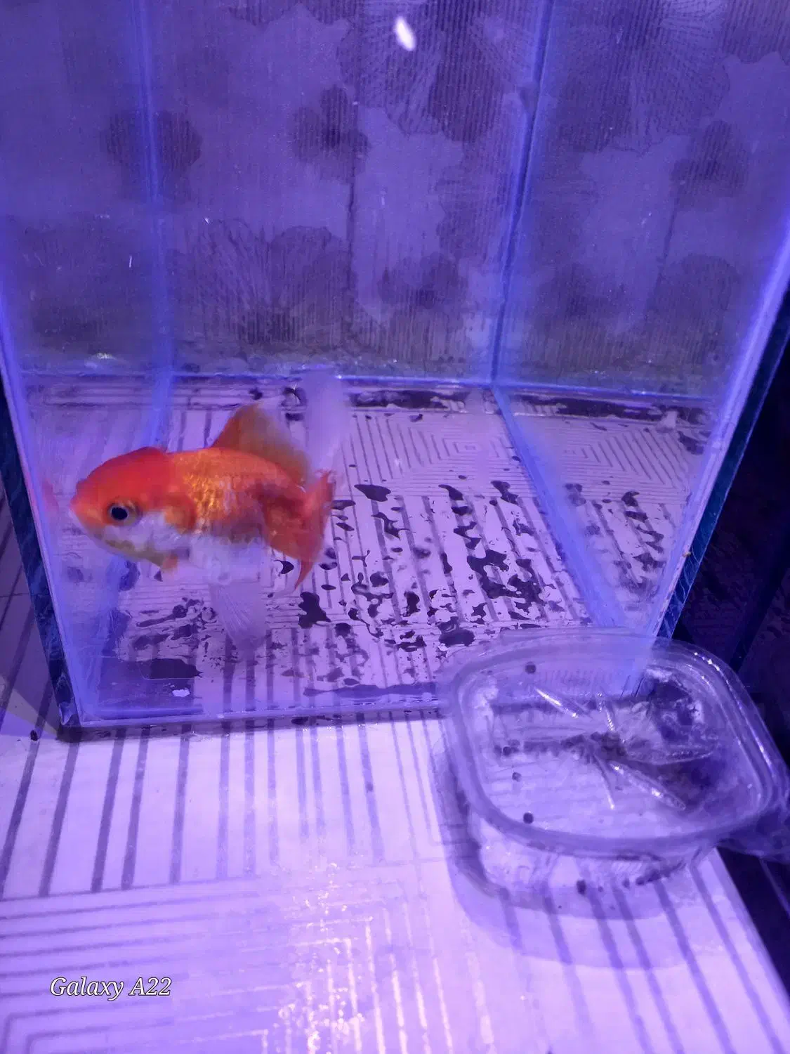 ماهی گلد فیش و ماهی گوپی|ماهی|مشهد, اروند|دیوار