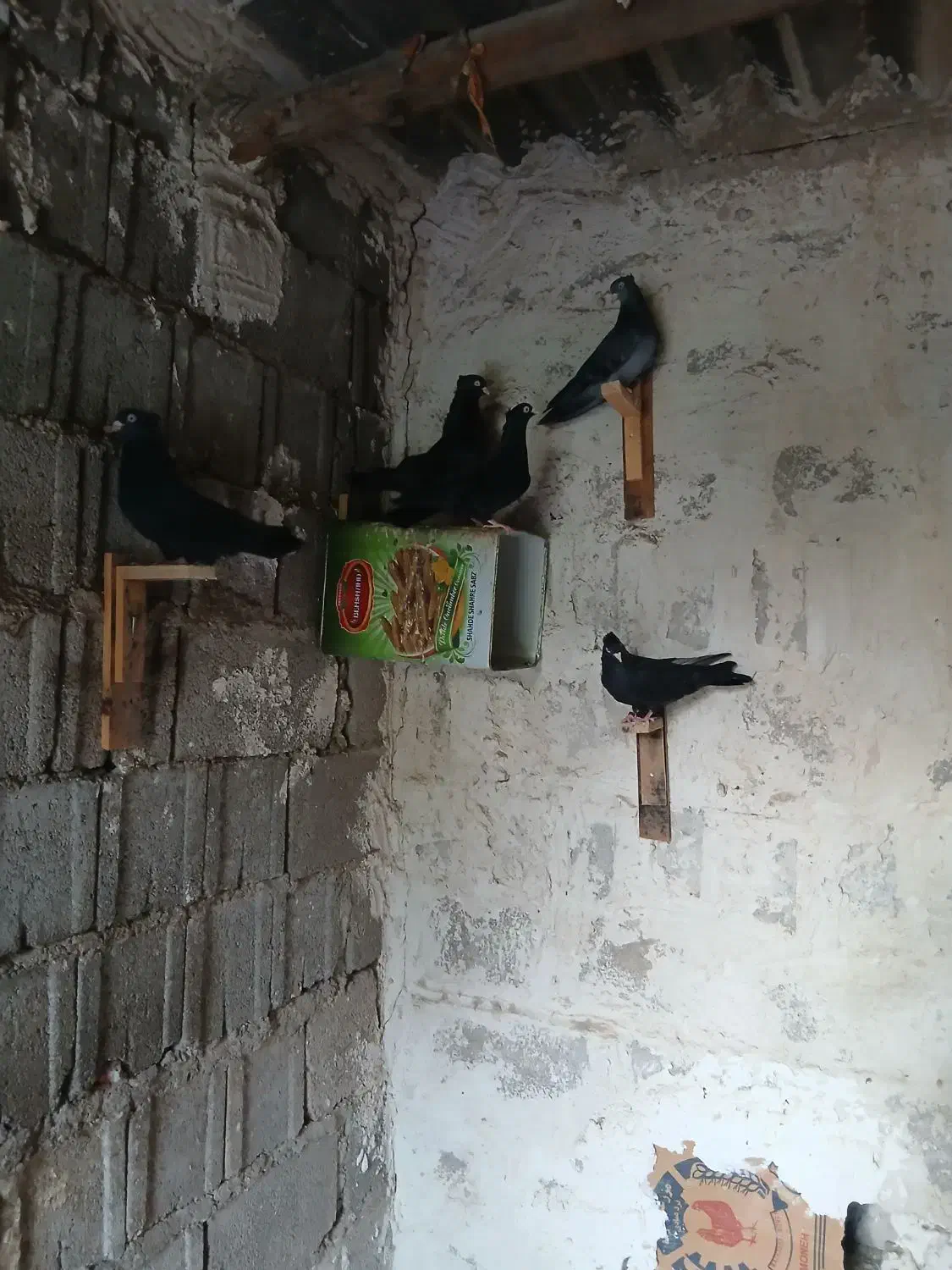 ۱۱عدد کبوتر زاغ|پرنده|کاکی, |دیوار