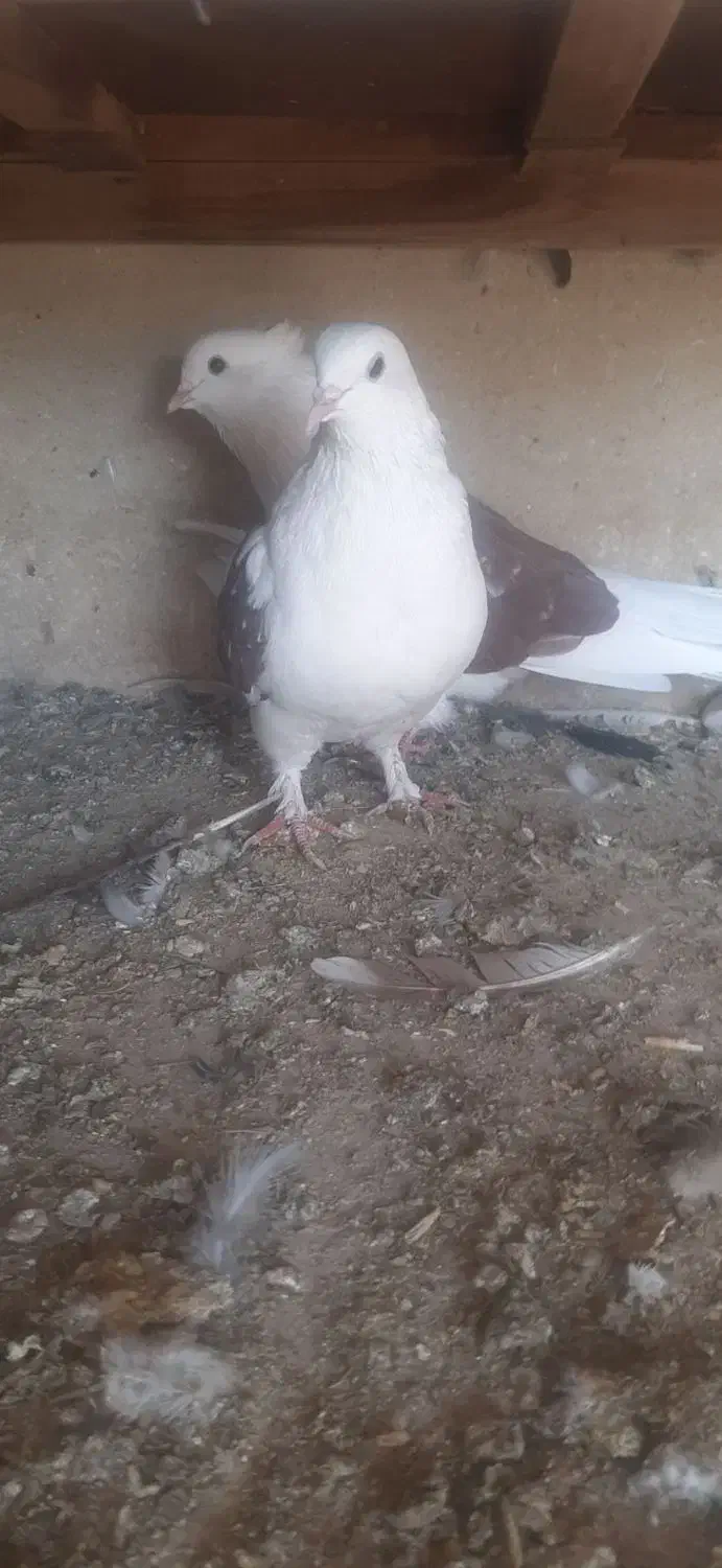 دوکت اصفهانی|پرنده|برخوار, |دیوار