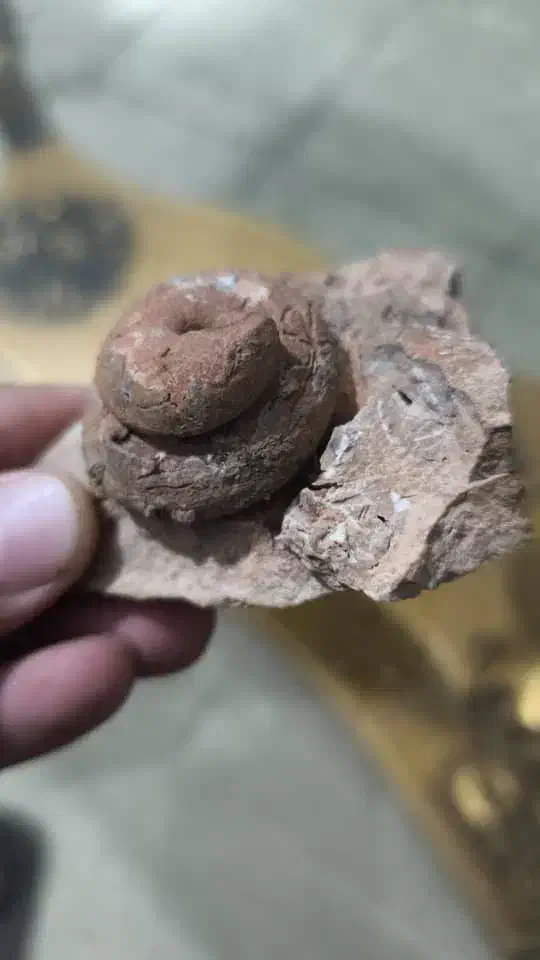 فسیل|کلکسیون اشیاء عتیقه|تهران, هفت حوض|دیوار