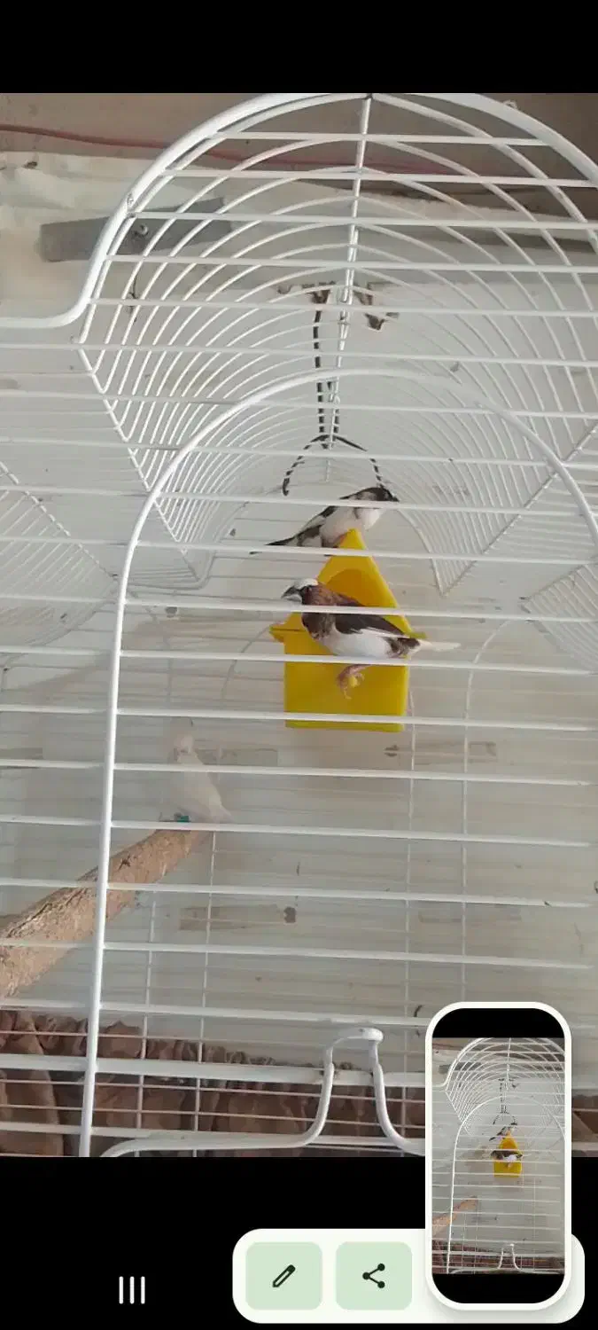 فنچ بنگالی|پرنده|فردیس, شهرک شهید حسینی|دیوار