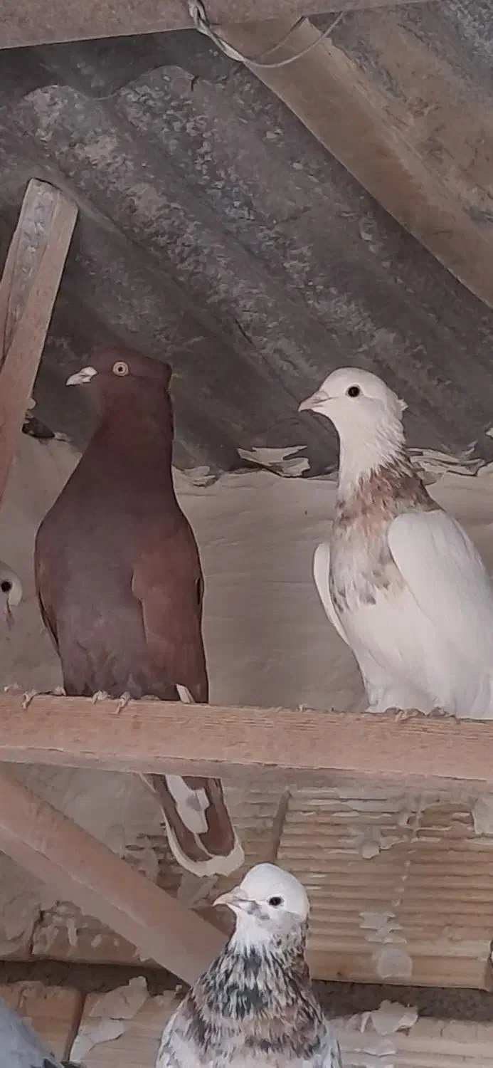 کبوتر طوقی|حیوانات|مبارکه, |دیوار