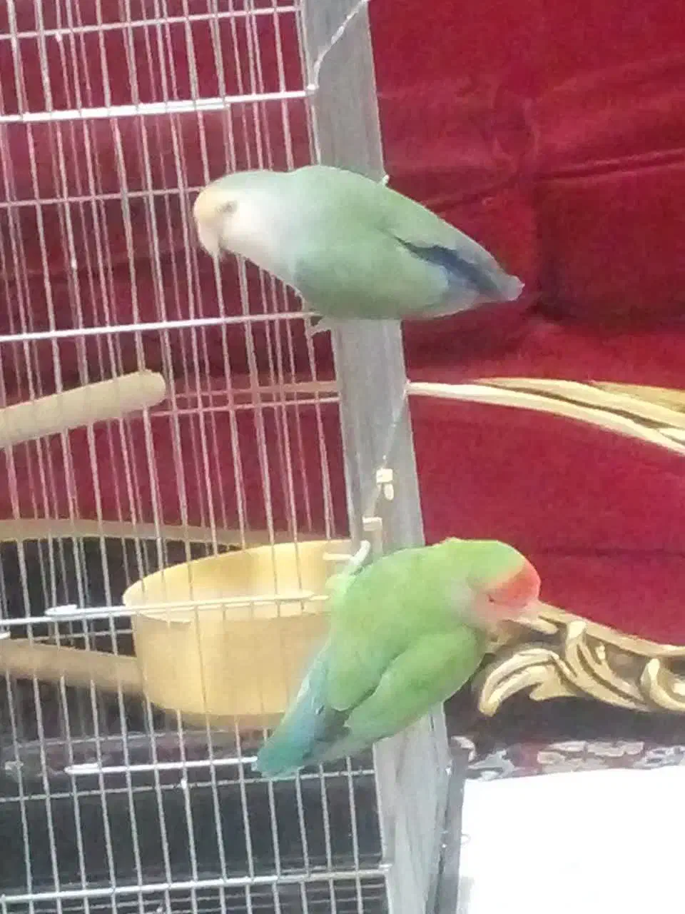 طوطی برزیلی|پرنده|شهر ری, حمزه‌آباد|دیوار