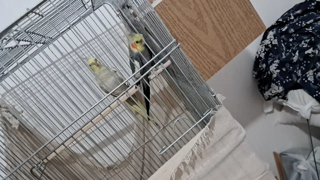 عروس هلندی جفت مولد جوجه بزرگ کن|پرنده|پاکدشت, پاکدشت (مامازند)|دیوار