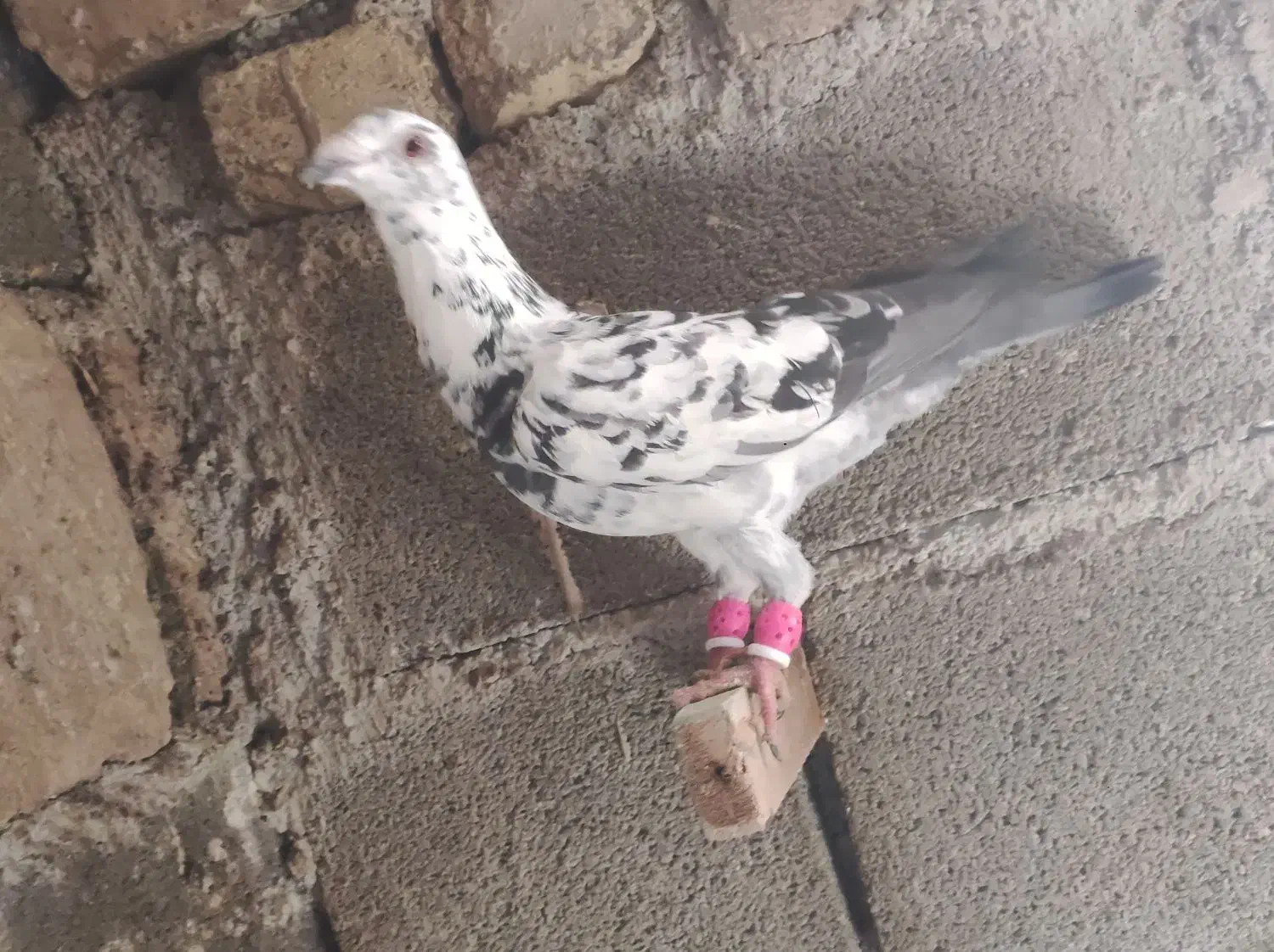 گلی پلاکی|پرنده|شیراز, شهدای شهرک سعدی|دیوار