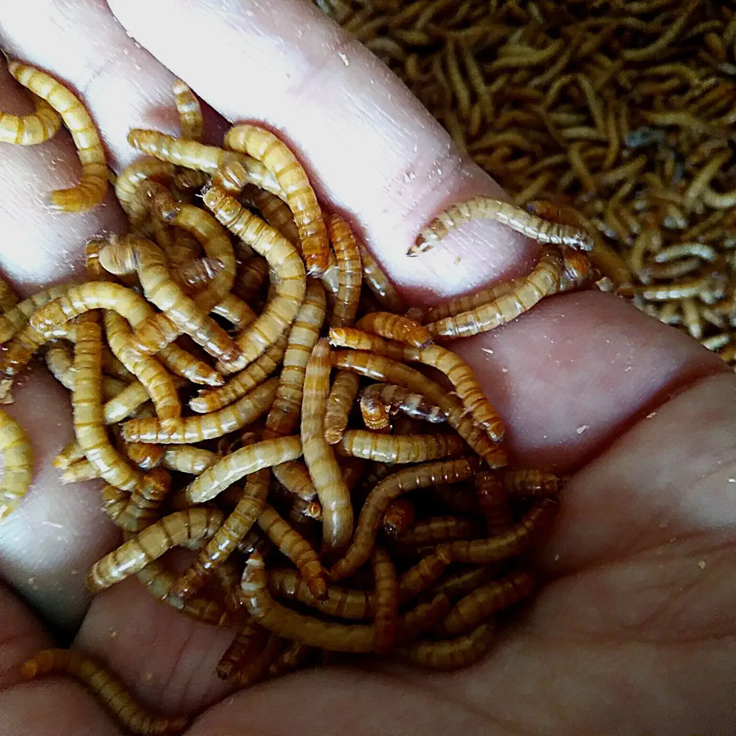 میلورم زنده وخشک بسته بندی ۱۰۰گرمی|خزنده|مشهد, یوسفیه (شهرک غرب)|دیوار