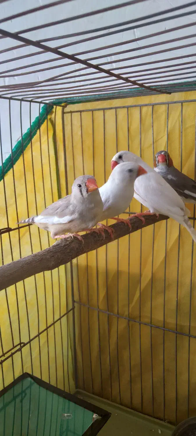 پرنده فنج|پرنده|کرمان, |دیوار