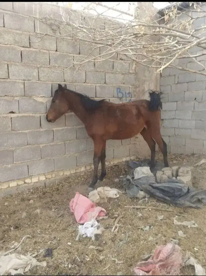 اسب|اسب و تجهیزات اسب‌سواری|میناب, |دیوار