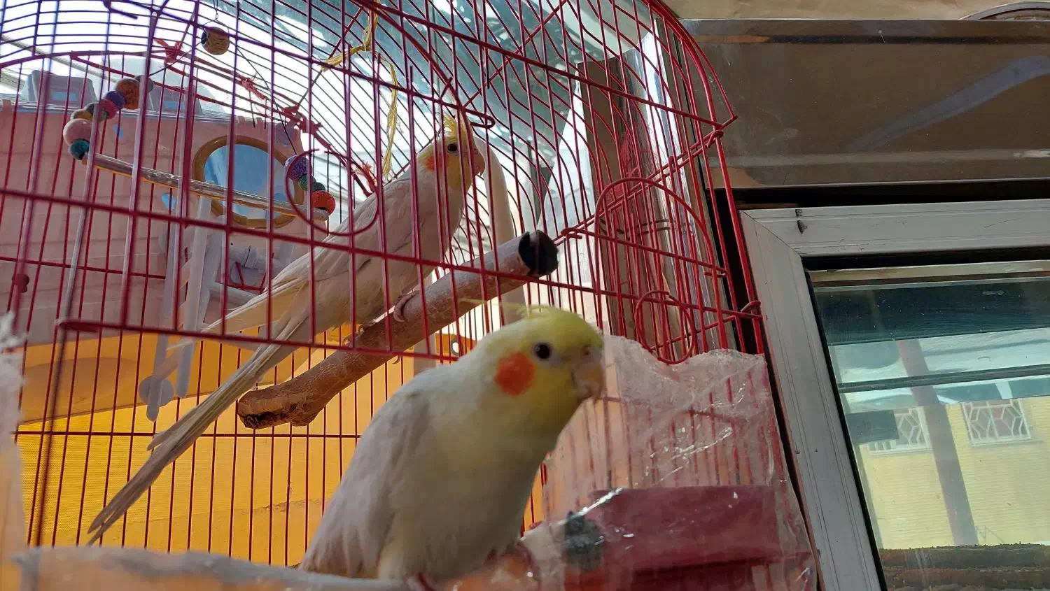 عروس هلندی|پرنده|سمنان, |دیوار