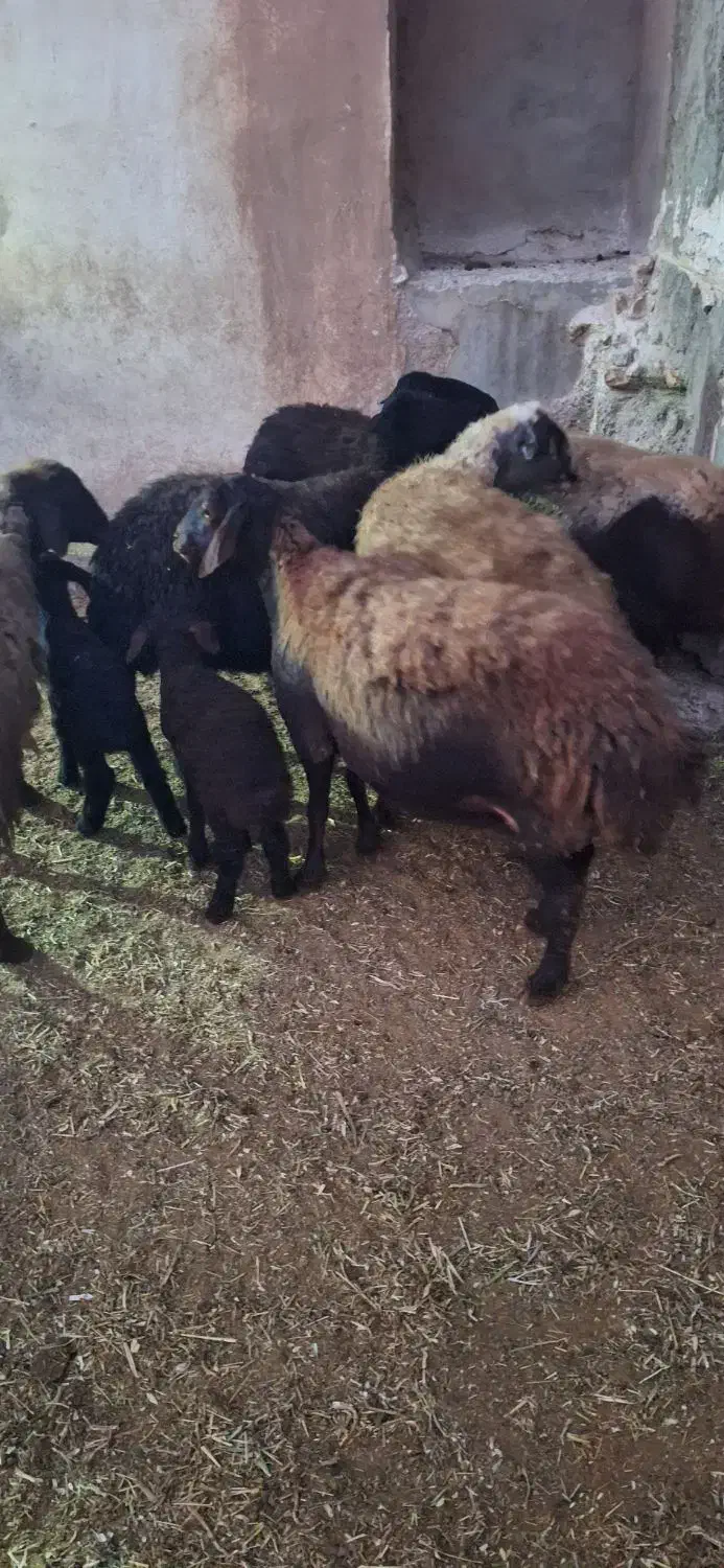 ۶راس میش و بره|حیوانات مزرعه|قیدار, |دیوار