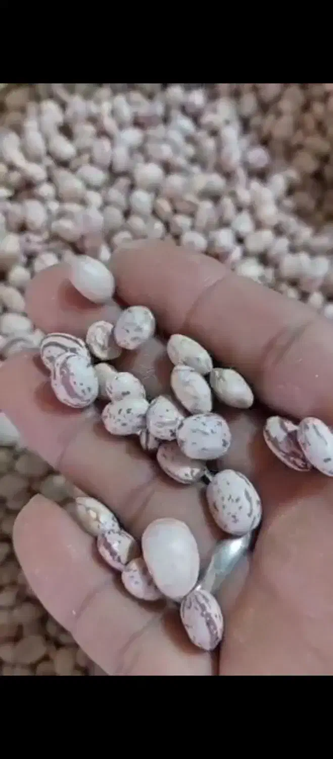 لوبیا چیتی|عمده‌فروشی|ابرکوه, |دیوار