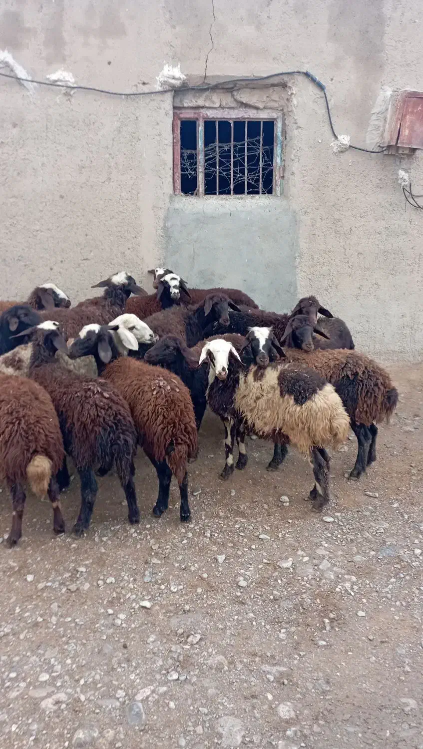 بره ماده شیشک|حیوانات مزرعه|بروجرد, |دیوار