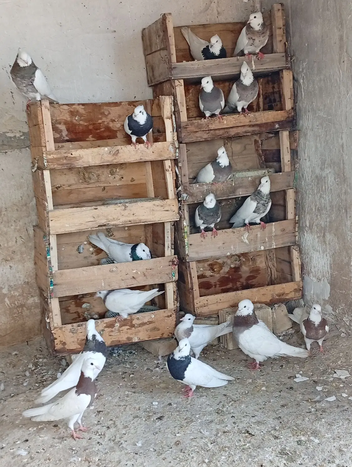 طوقی|پرنده|بندر گناوه, |دیوار
