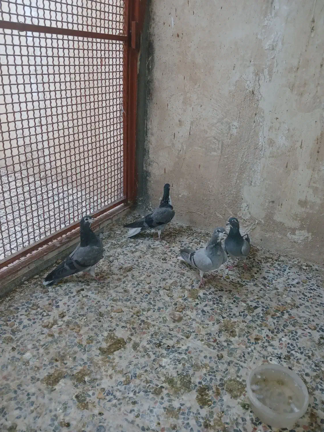 4تا همش باهم 500|پرنده|خمینی‌شهر, |دیوار