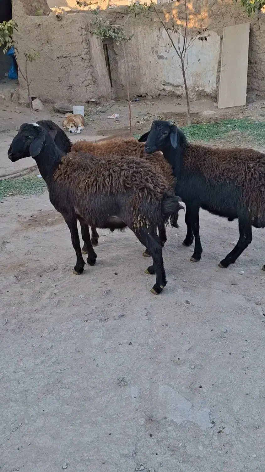 گوسفند زنده|حیوانات مزرعه|زنجانرود, |دیوار