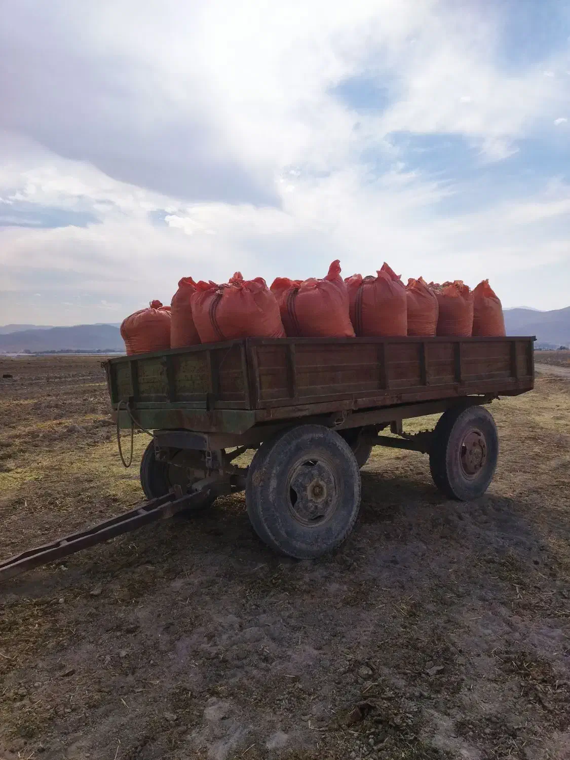 کاه لوبیا وگندم|حیوانات مزرعه|شیراز, قلات|دیوار