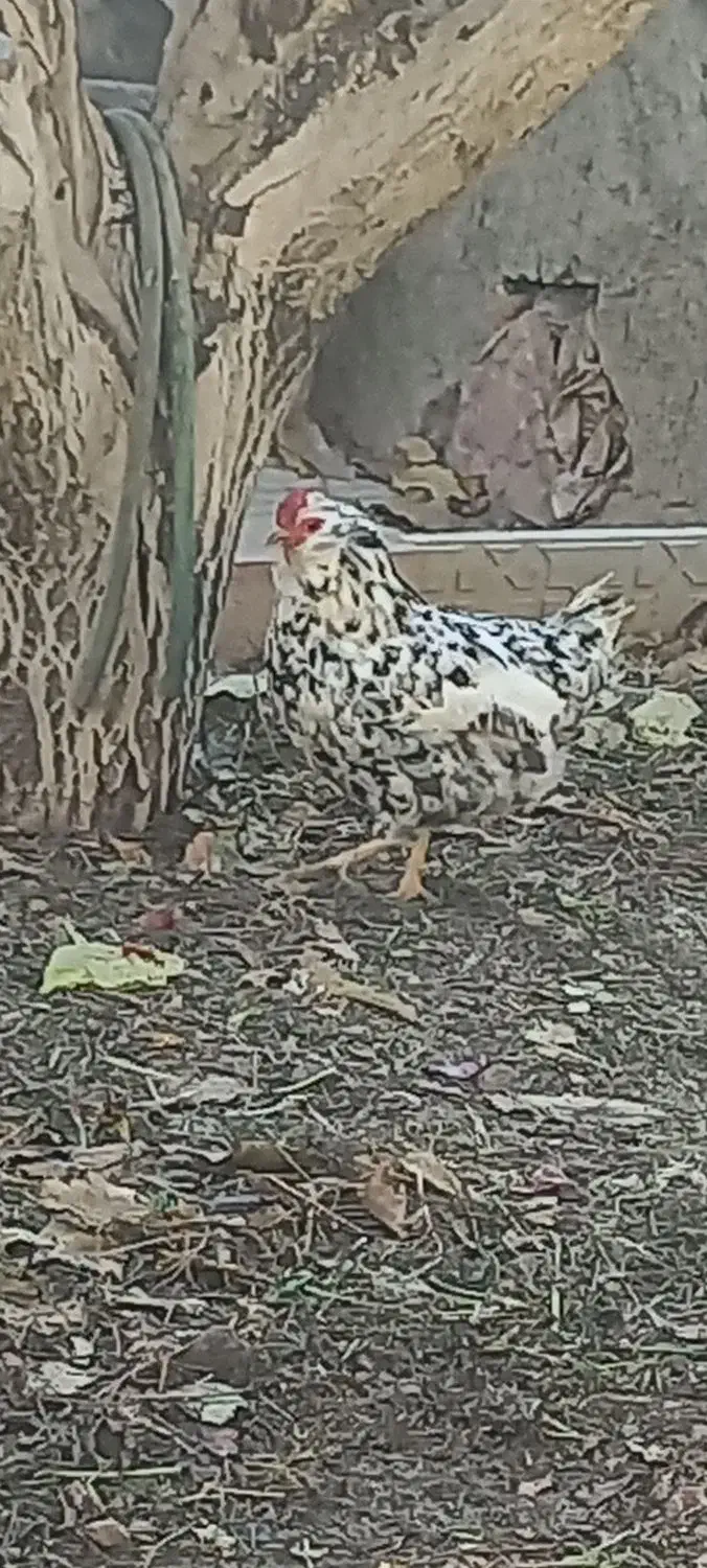 مرغ و خروس بومی|حیوانات مزرعه|فرخشهر, |دیوار