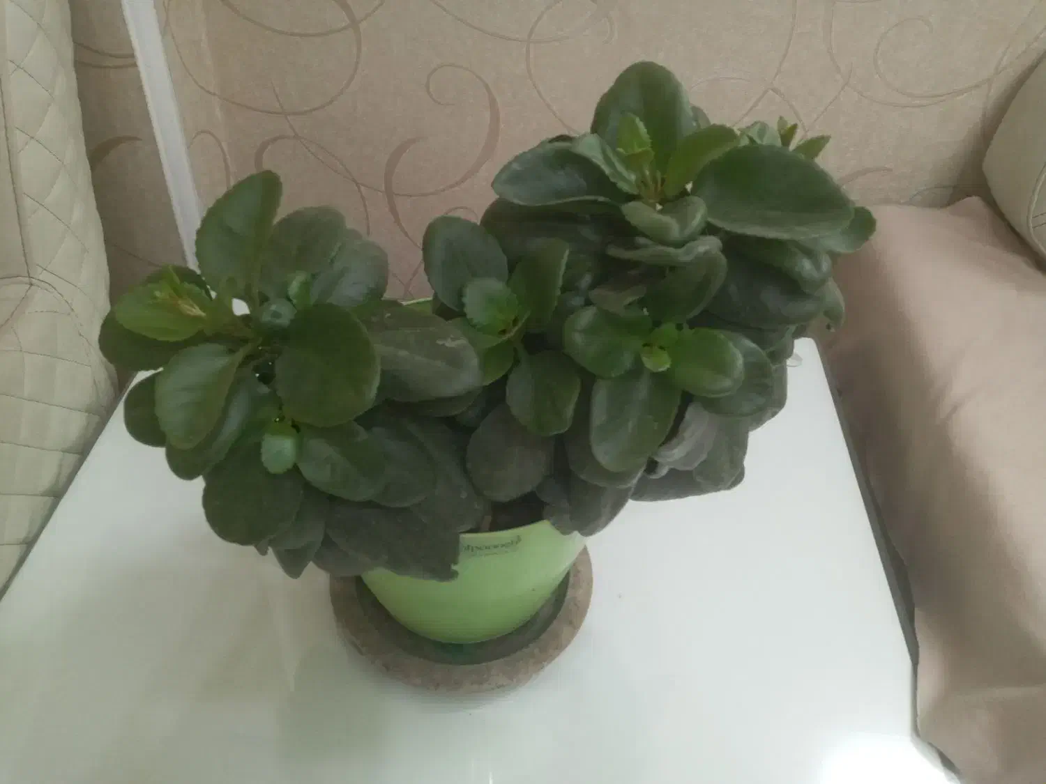 گلهای مناسب هدیه دادن|گل و گیاه طبیعی|تهران, تهرانپارس غربی|دیوار