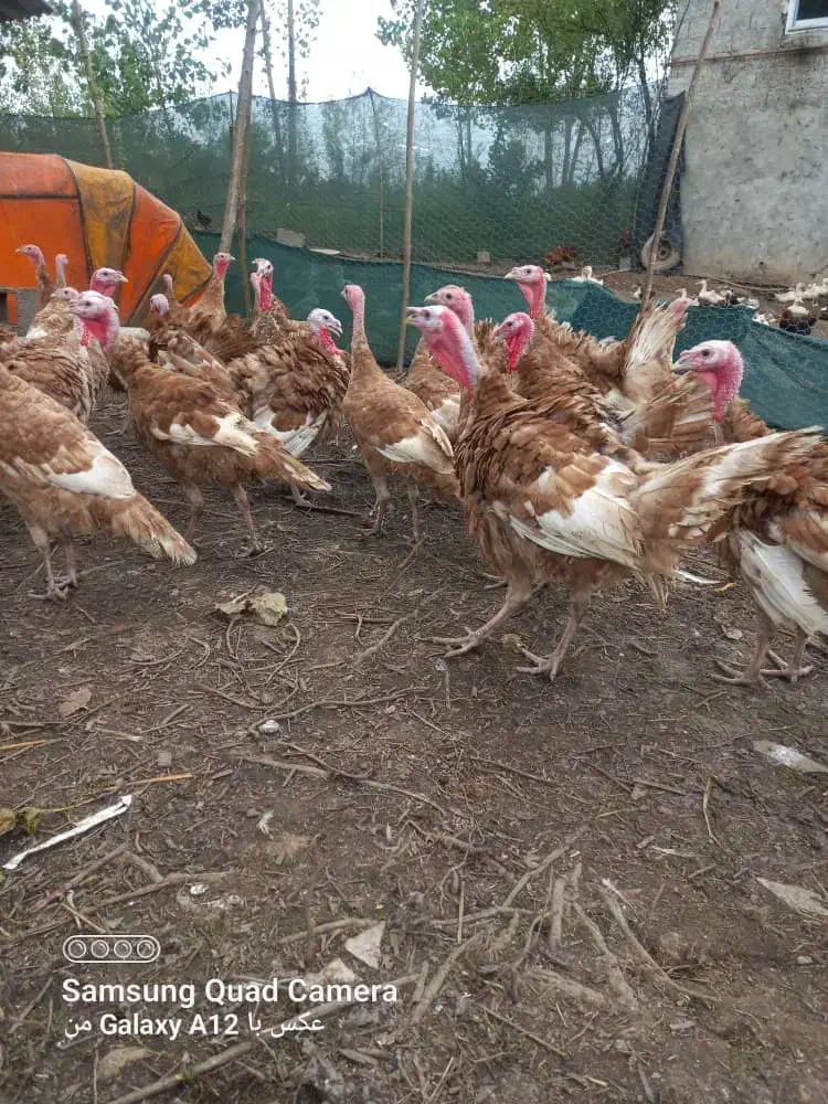 فروش بوقلمون پنج ماه وزن چهار کیلو|حیوانات مزرعه|رشت, حومه رشت|دیوار