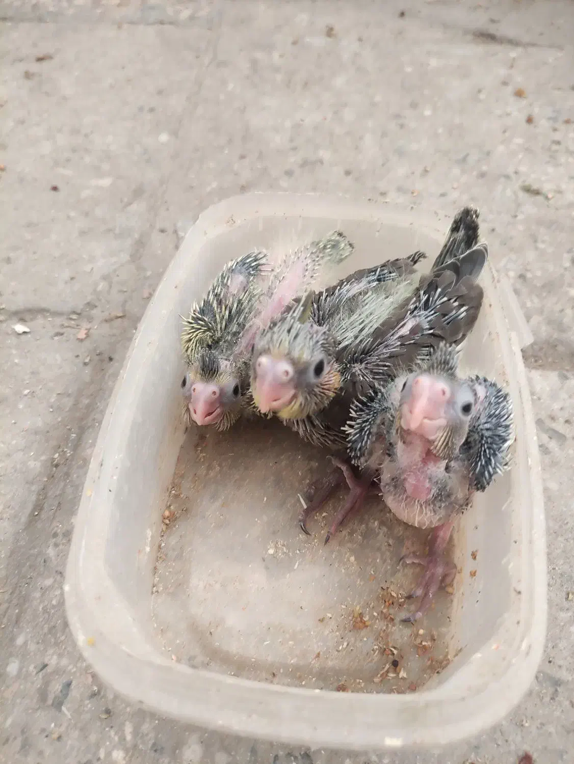 جوجه عروس هلندی|پرنده|قم, نخودی|دیوار