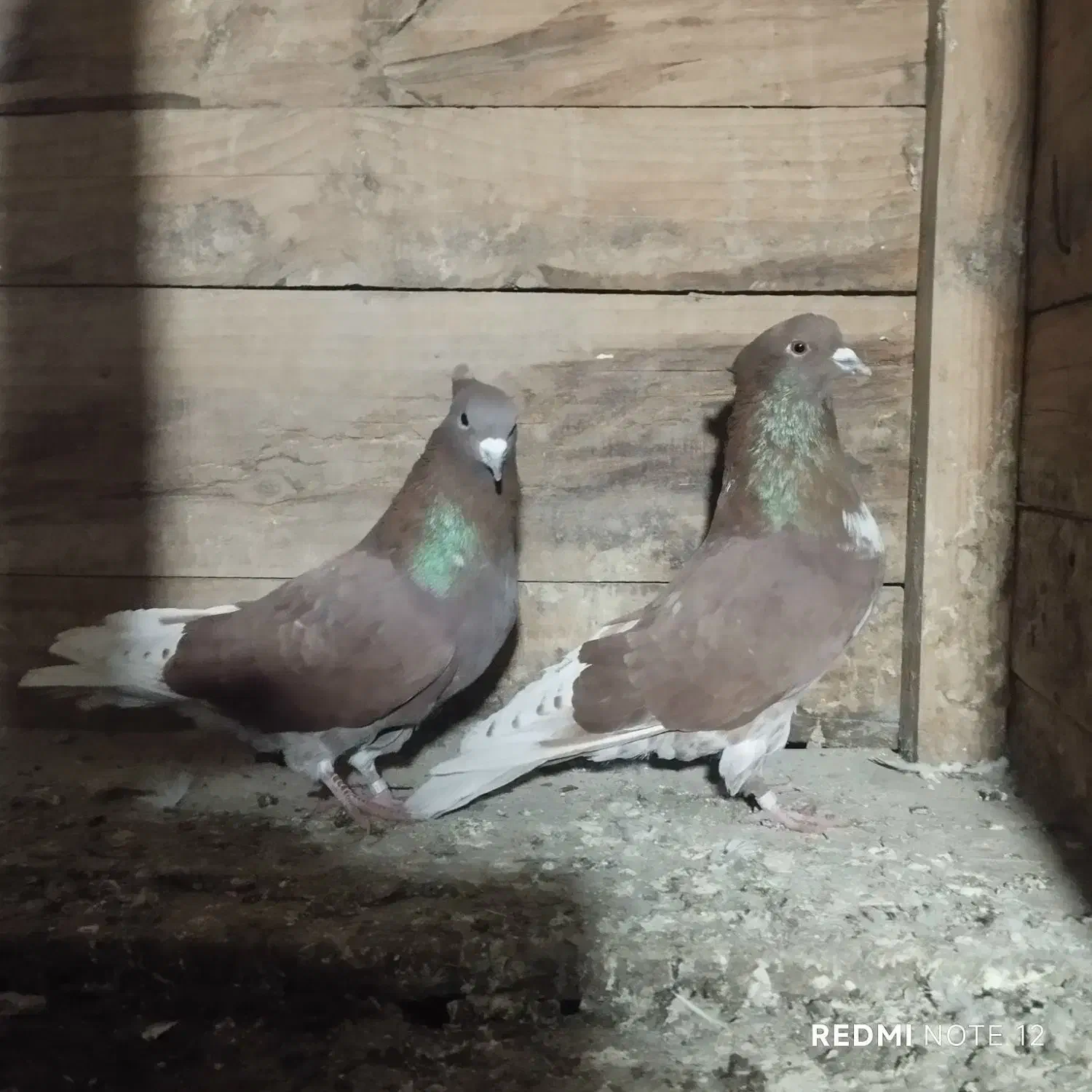 پرنده|پرنده|انگوت, |دیوار