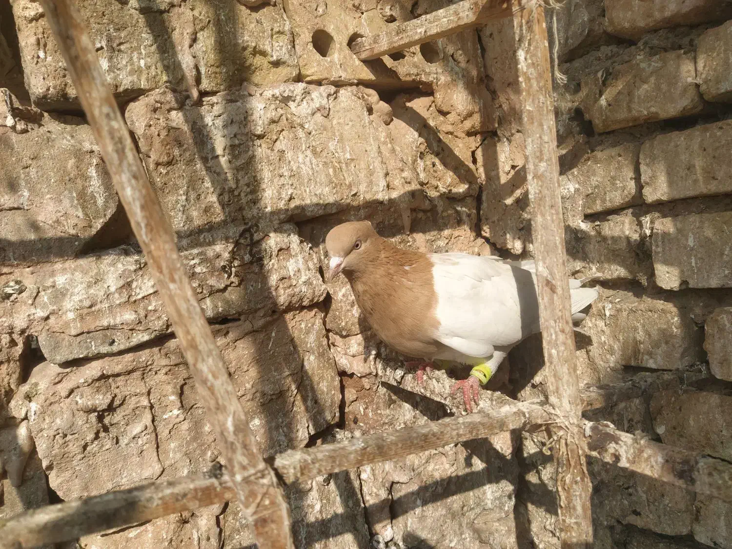 کفتر|پرنده|سبزوار, جنت|دیوار