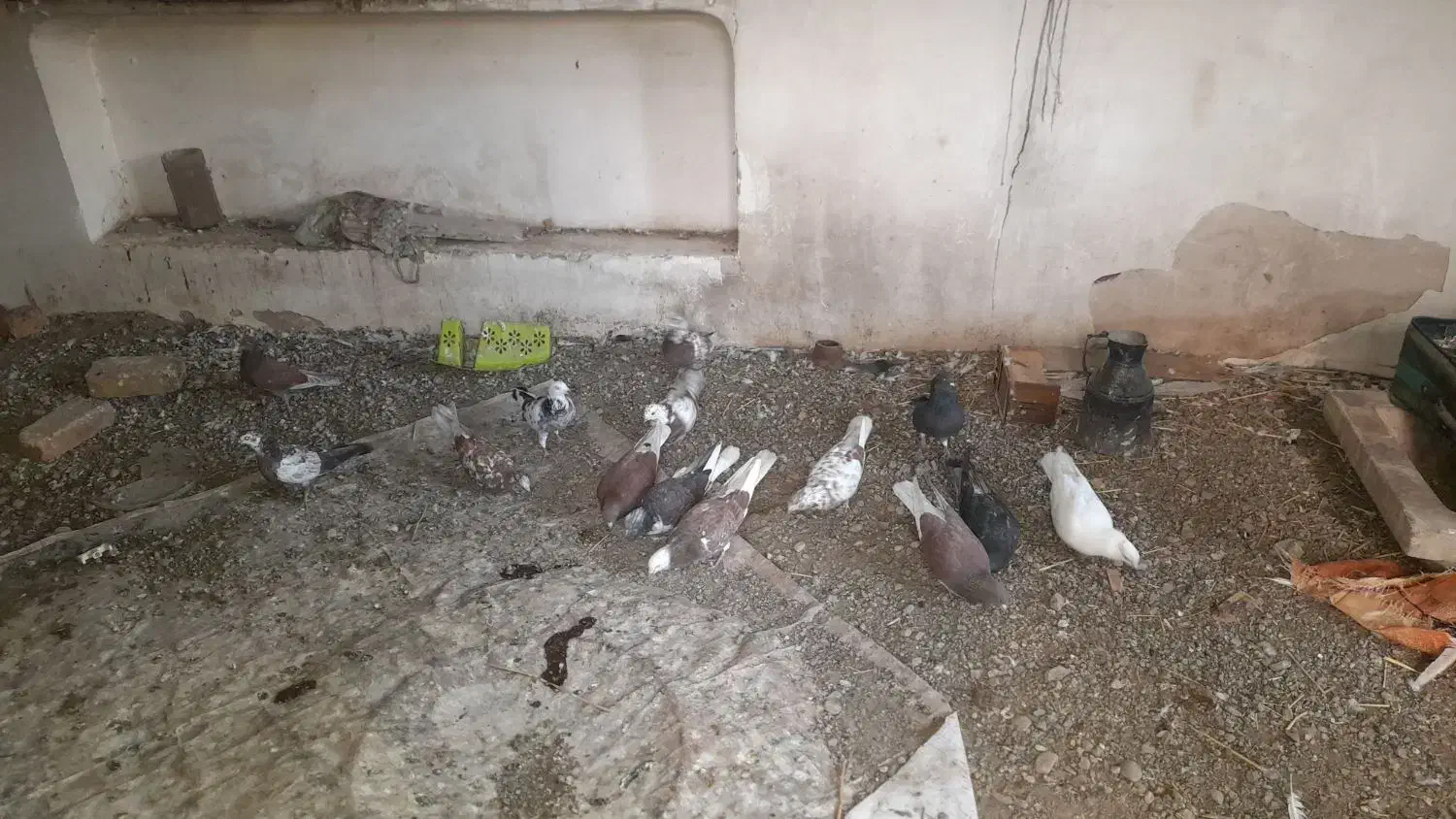 10عدد کبوتر|پرنده|خوی, |دیوار