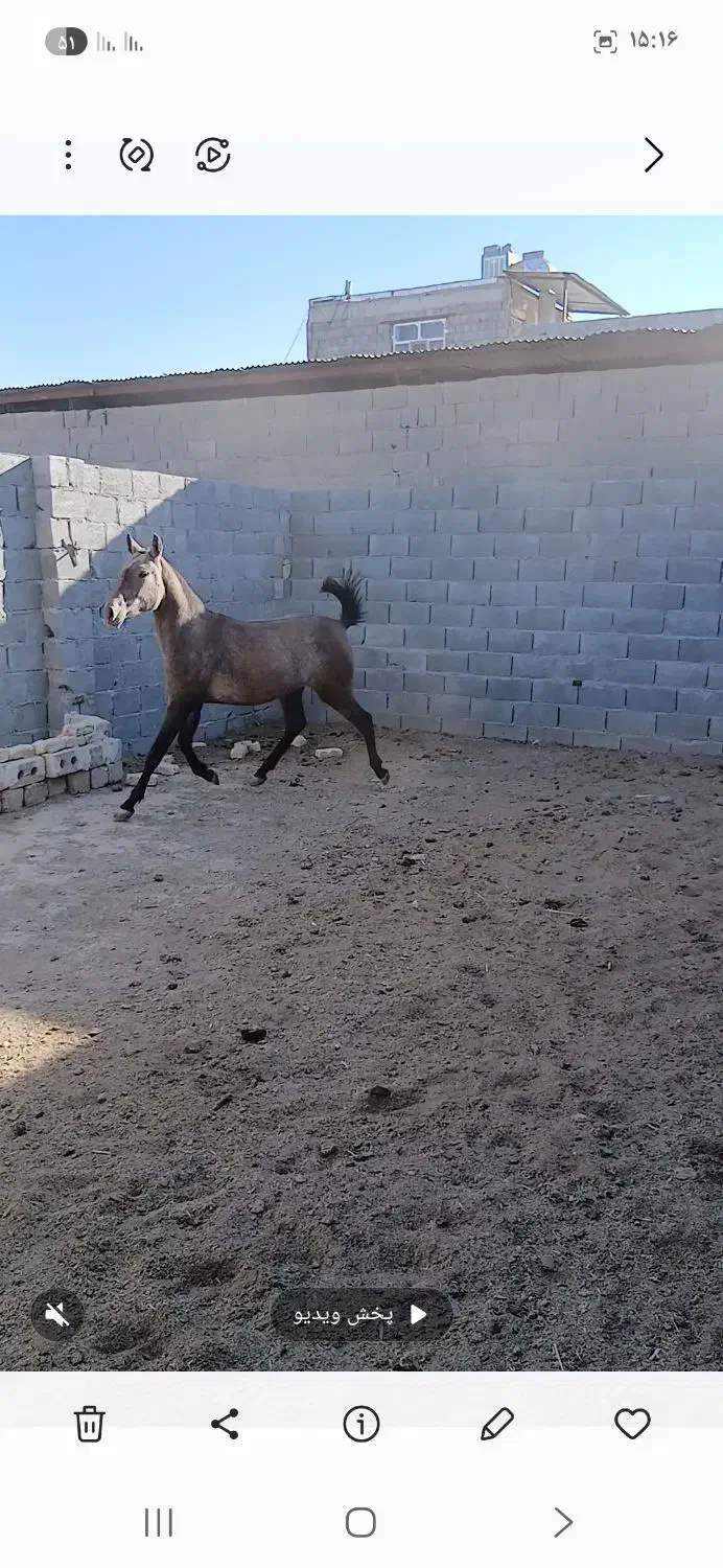 اسب|اسب و تجهیزات اسب‌سواری|لنجان, |دیوار