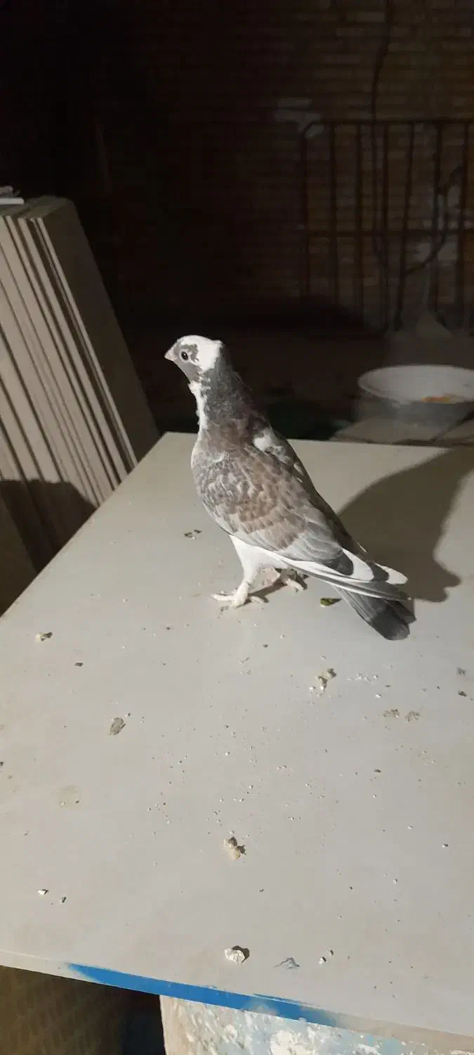 کبوتر بلژیکی‌نر‌هست|پرنده|آزادشهر, |دیوار