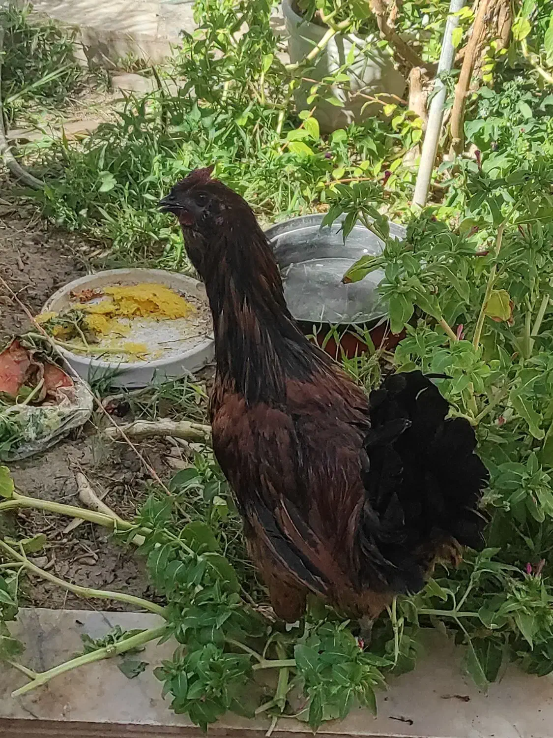 خروس متن حتما بخون|حیوانات مزرعه|بیرجند, |دیوار