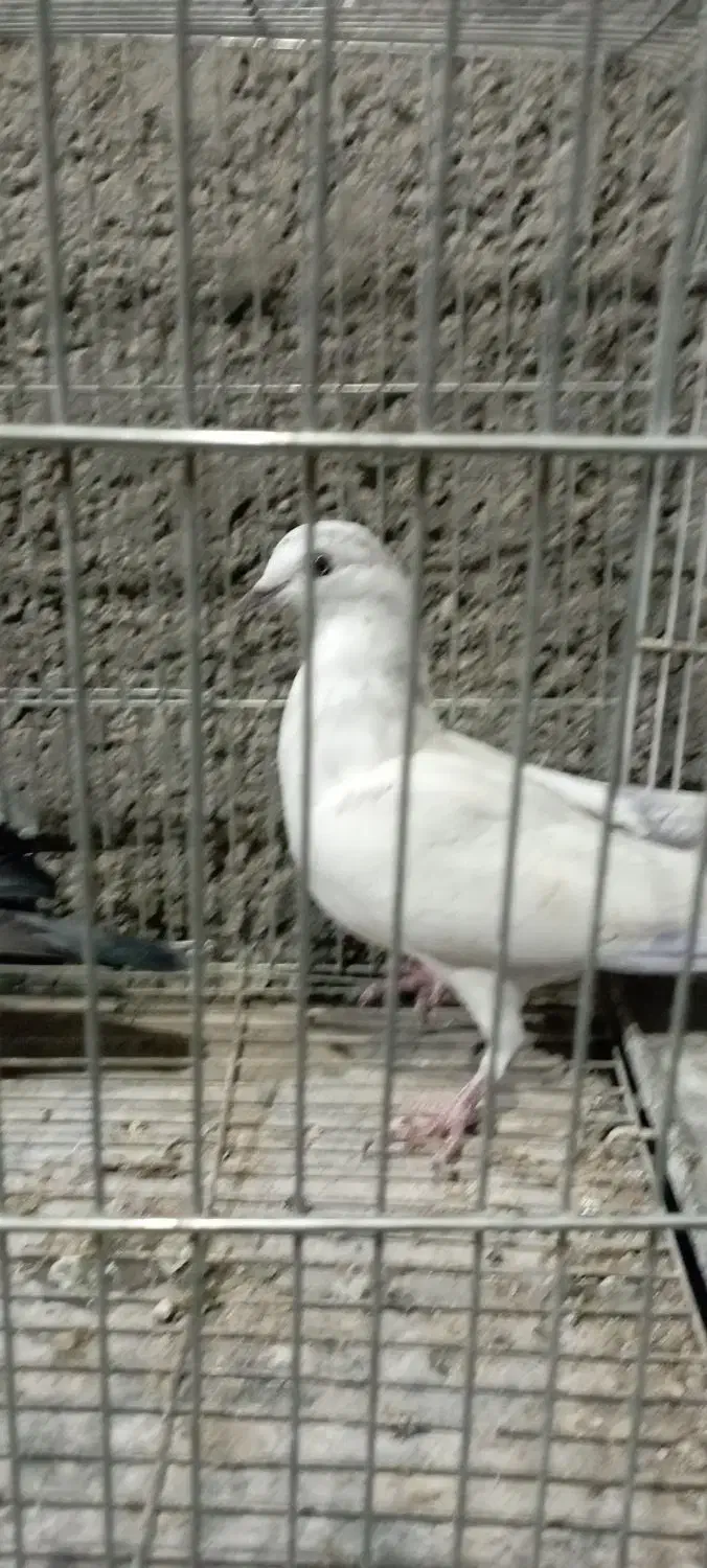 گرفتی|حیوانات|زابل, |دیوار