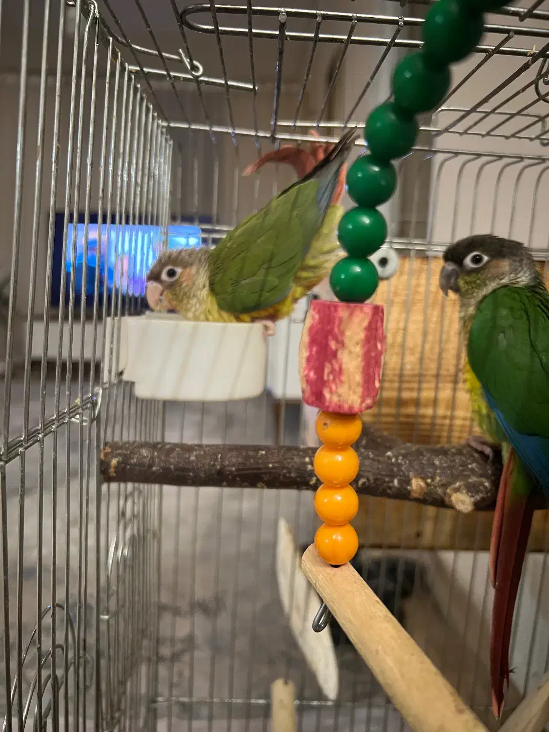 فروش جوجه گرینچیک|پرنده|شاهرود, |دیوار