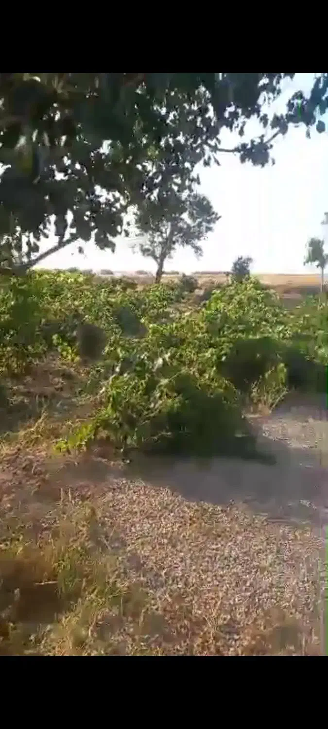 فروش یک قطعه باغ انگور و میوه جات|فروش خانه و ویلا|اشترینان, |دیوار