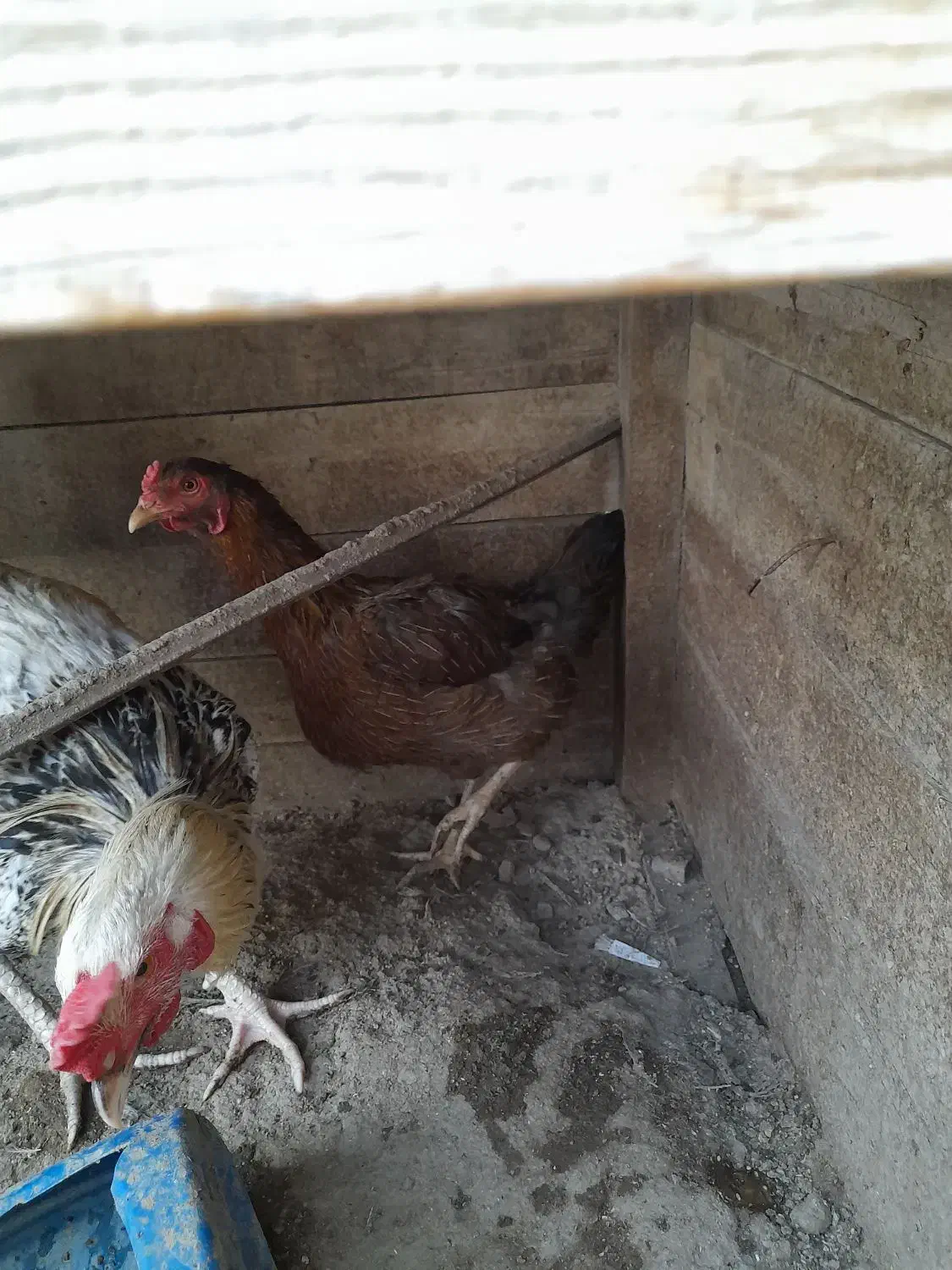 مرغ وخروس|حیوانات مزرعه|کنارک, |دیوار