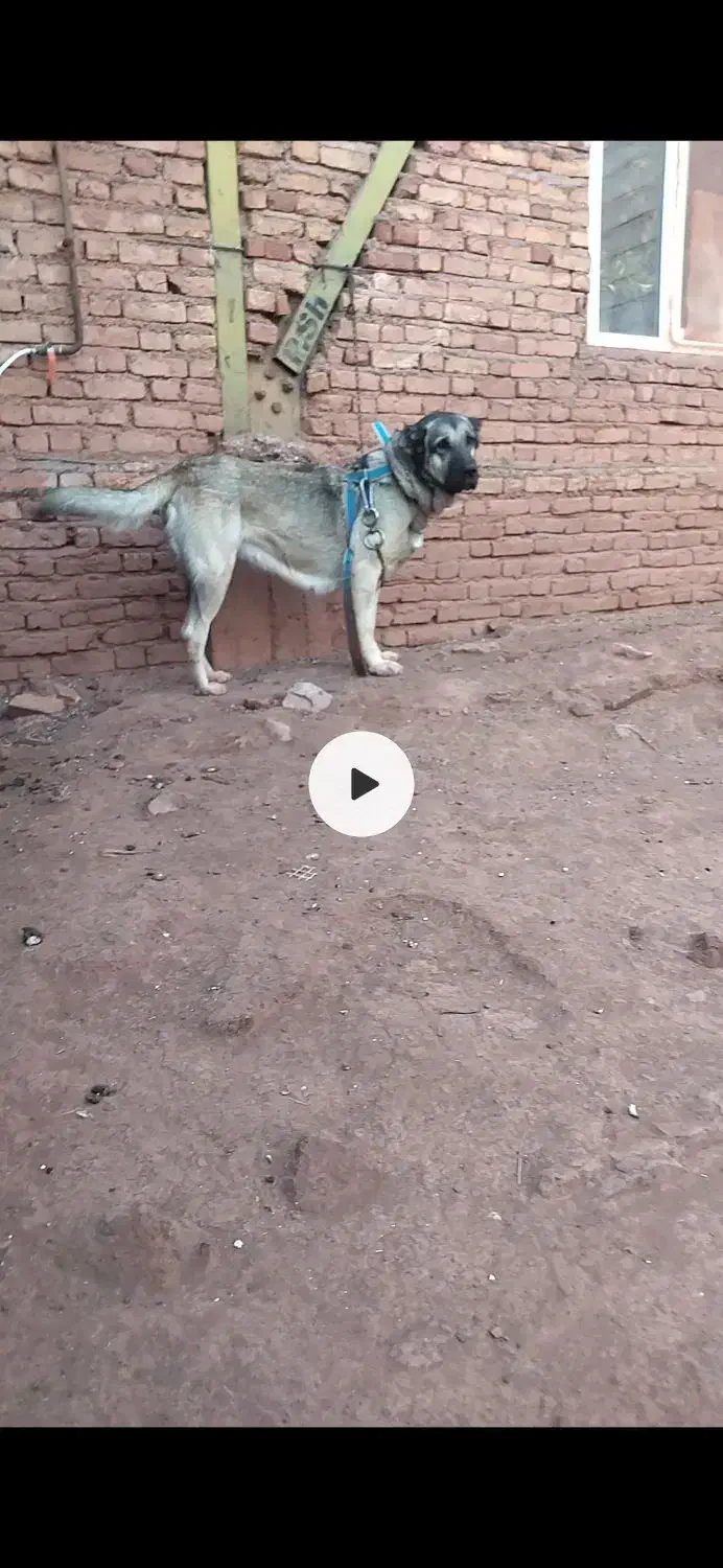 سگ ماده گله ای|حیوانات مزرعه|اهر, |دیوار