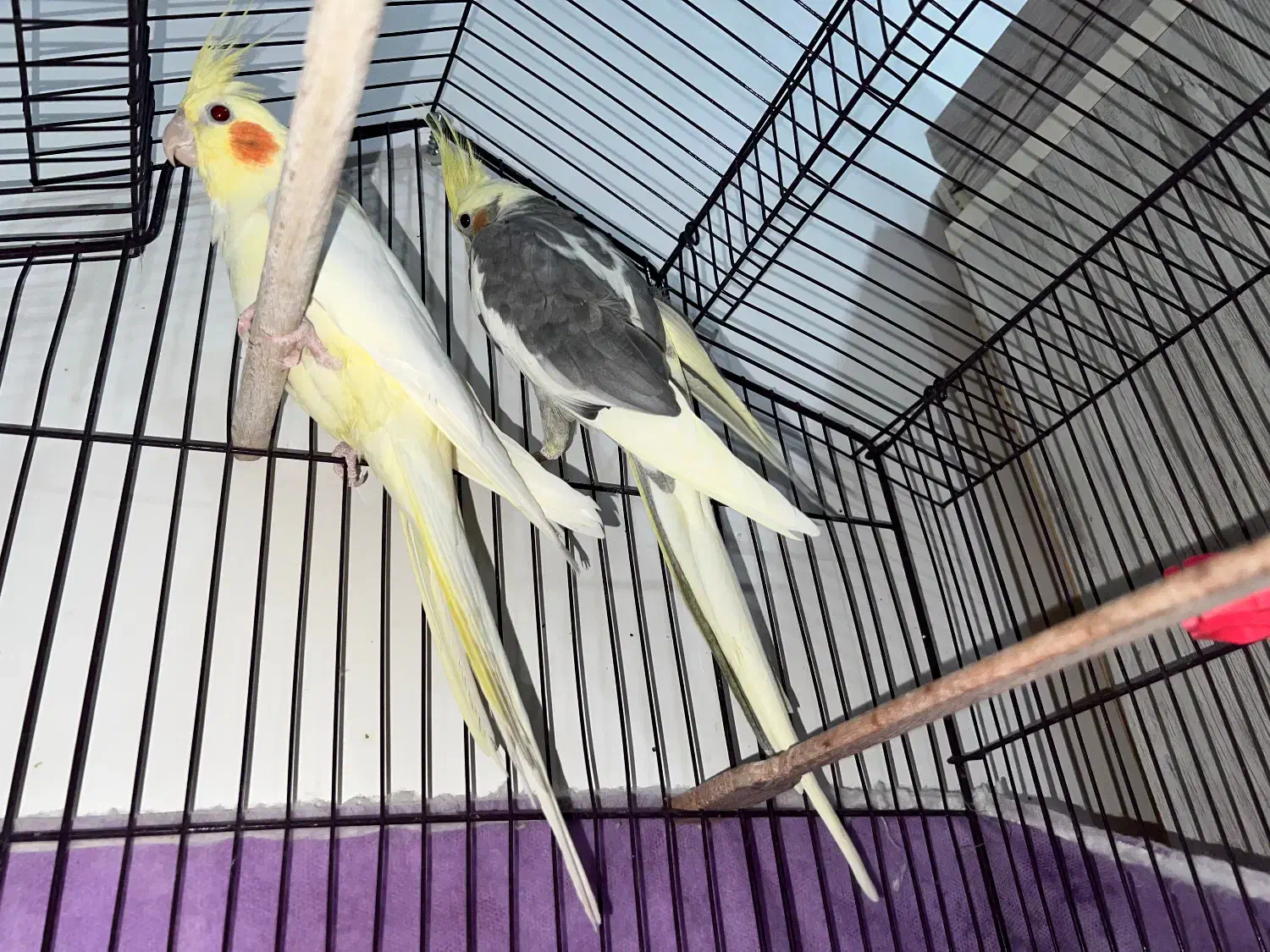 عروس هلندی مولد|پرنده|رشت, گیل|دیوار