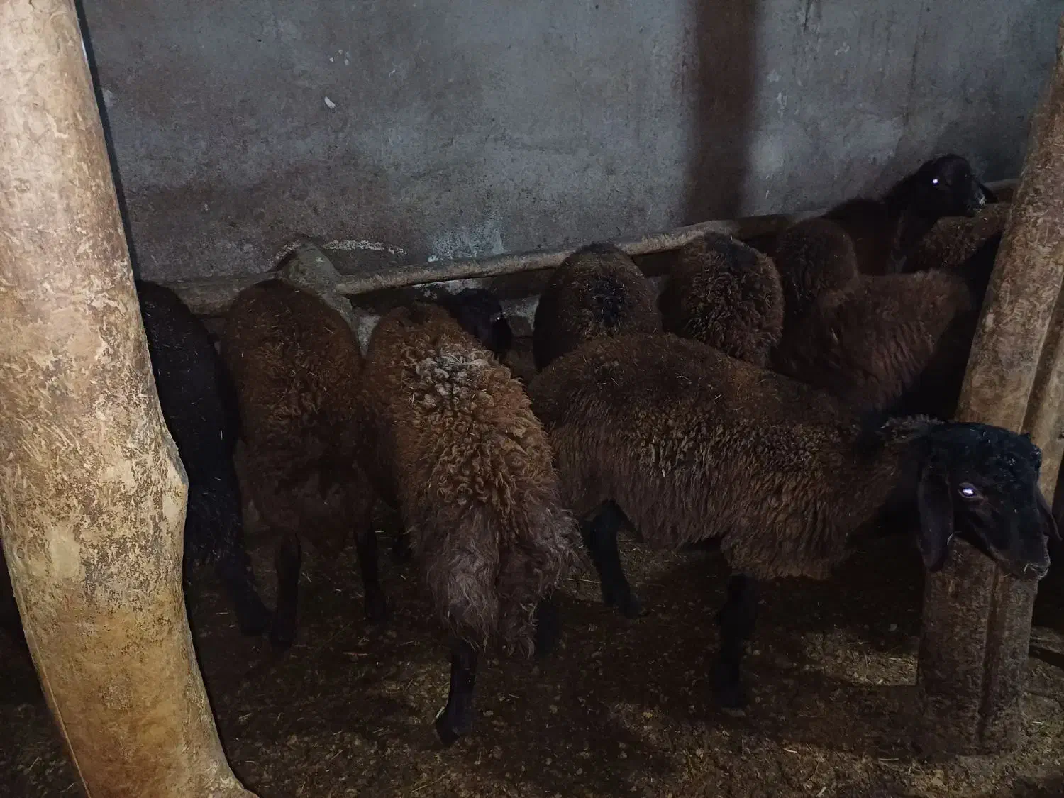 بره نر افشار 30عدد|حیوانات مزرعه|ماهنشان, |دیوار