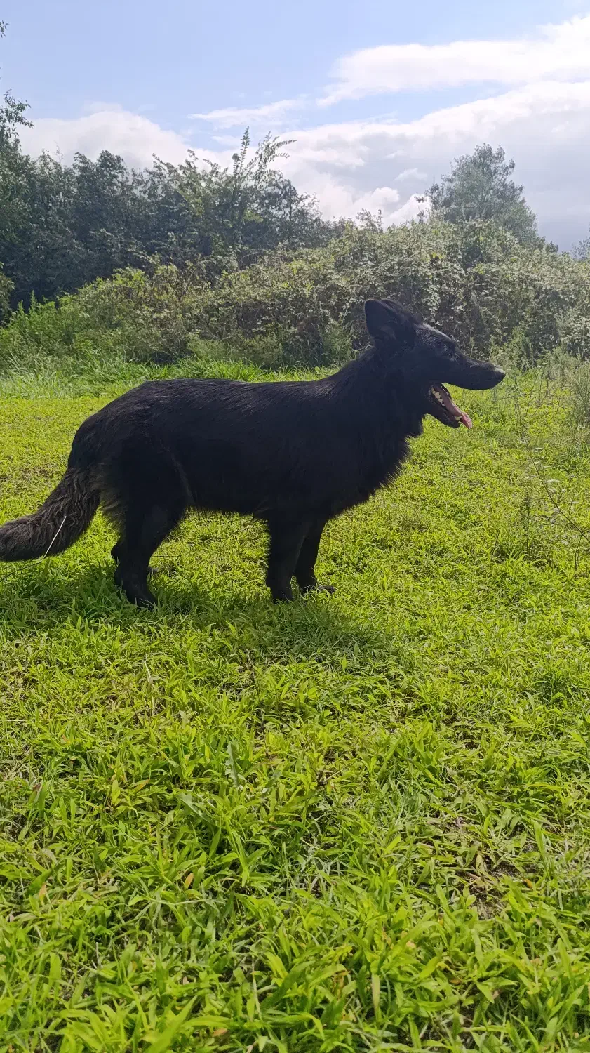 واگذاری سگ ژرمن ماده|سگ|املش, |دیوار