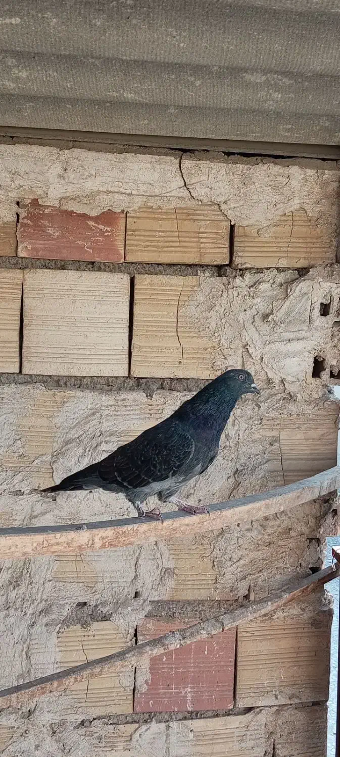 کبوتر پرشی|پرنده|نسیم‌شهر, |دیوار