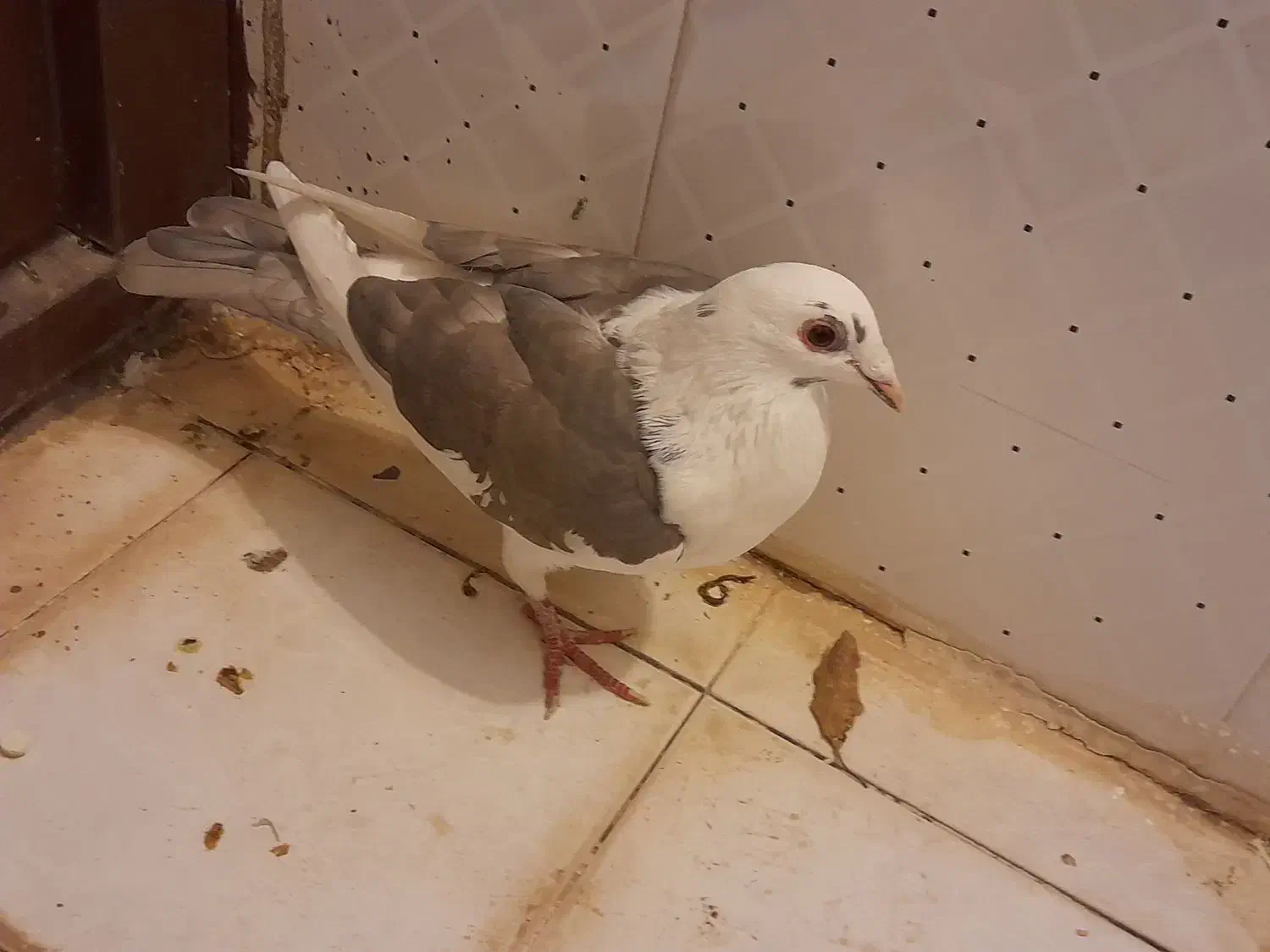 کبوتر گمشده|حیوانات|اشترینان, |دیوار