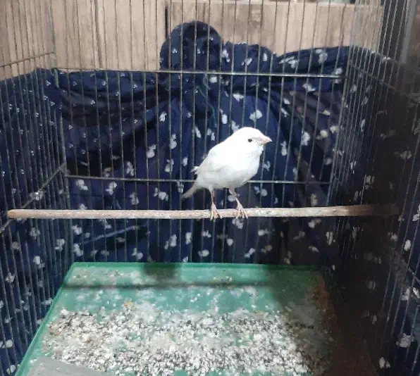 (قناری‌ نرآماده)|پرنده|خوی, |دیوار