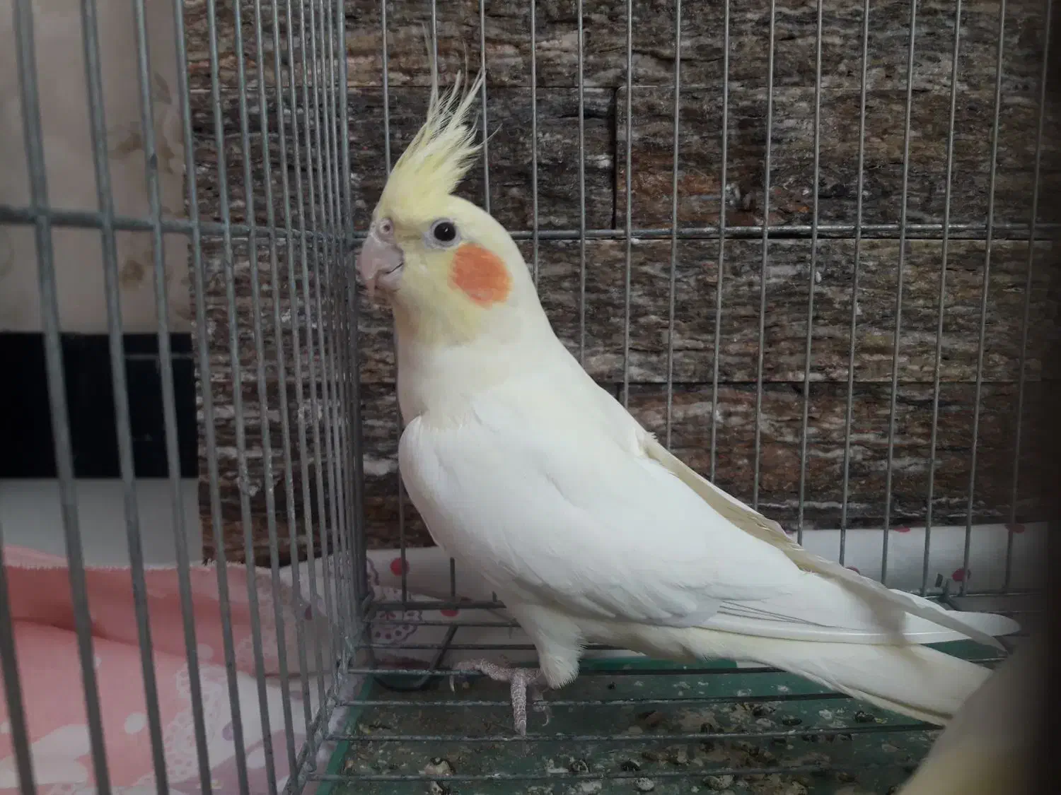 فروش عروس هلندی|پرنده|یاسوج, |دیوار