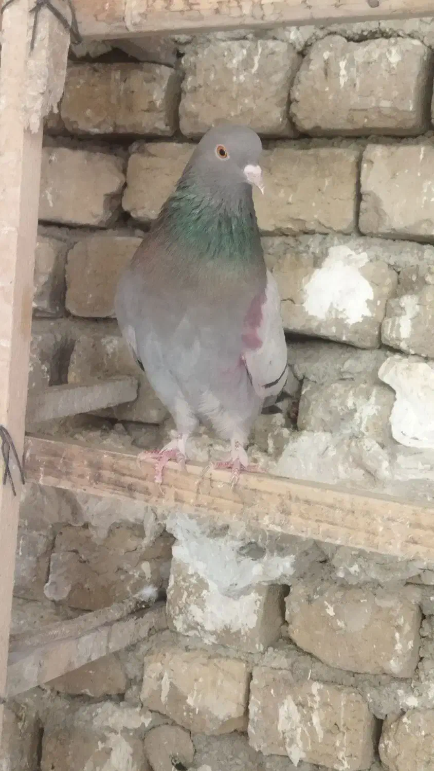 کبوتر پلاکی و پرشی|پرنده|هشتگرد, گلسار|دیوار