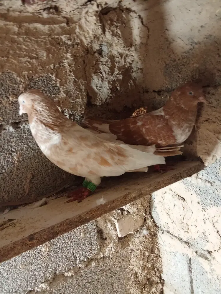 مقطوع|پرنده|چمران, |دیوار