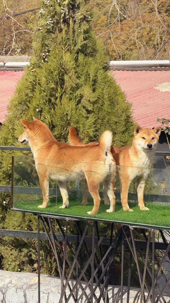 شیبا اینو|سگ|بومهن, |دیوار