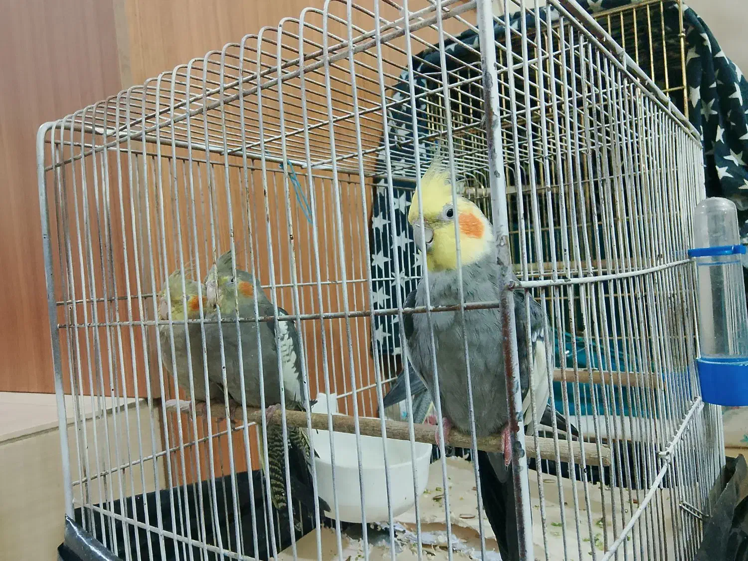 عروس هلندی|پرنده|تهران, خانی آباد نو شمالی|دیوار