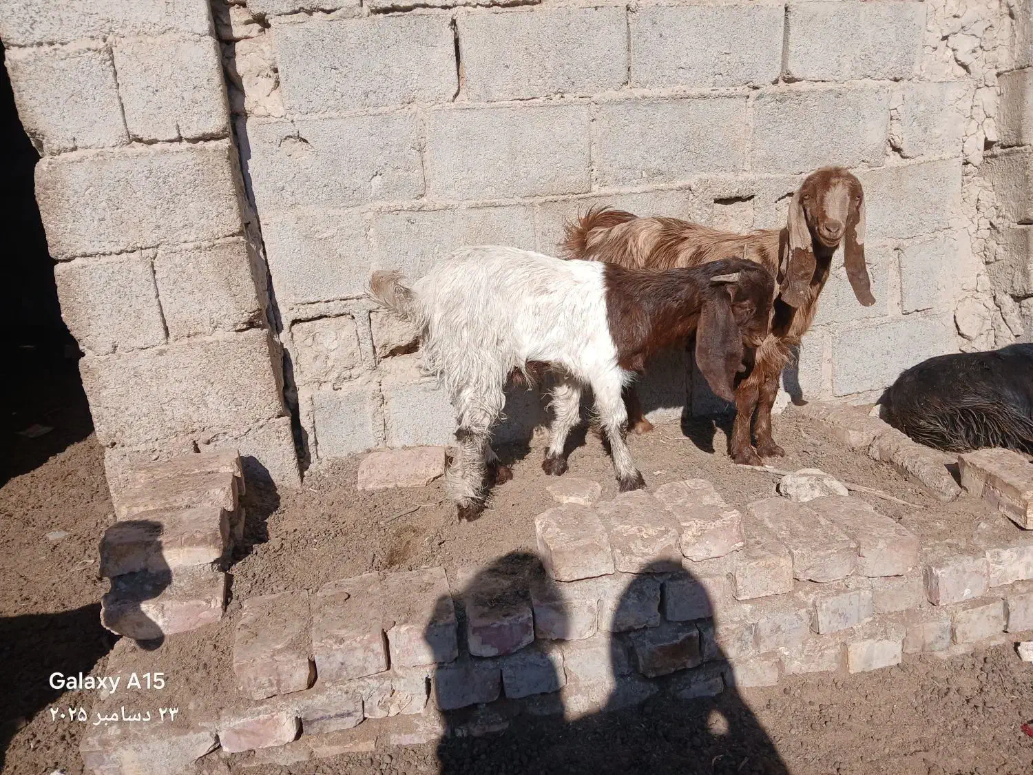 بزغاله|حیوانات مزرعه|هیرمند, |دیوار