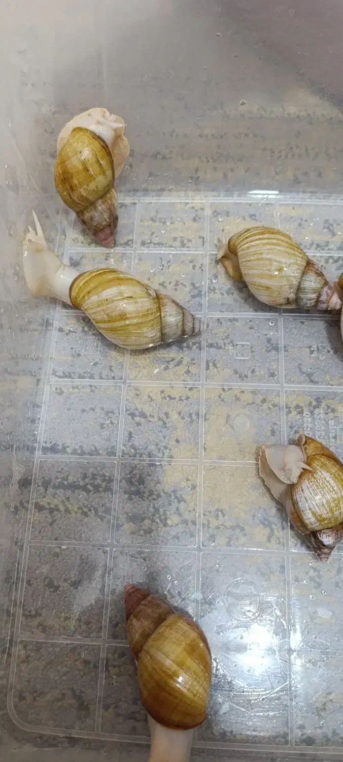 حلزون|خزنده|زرقان, |دیوار