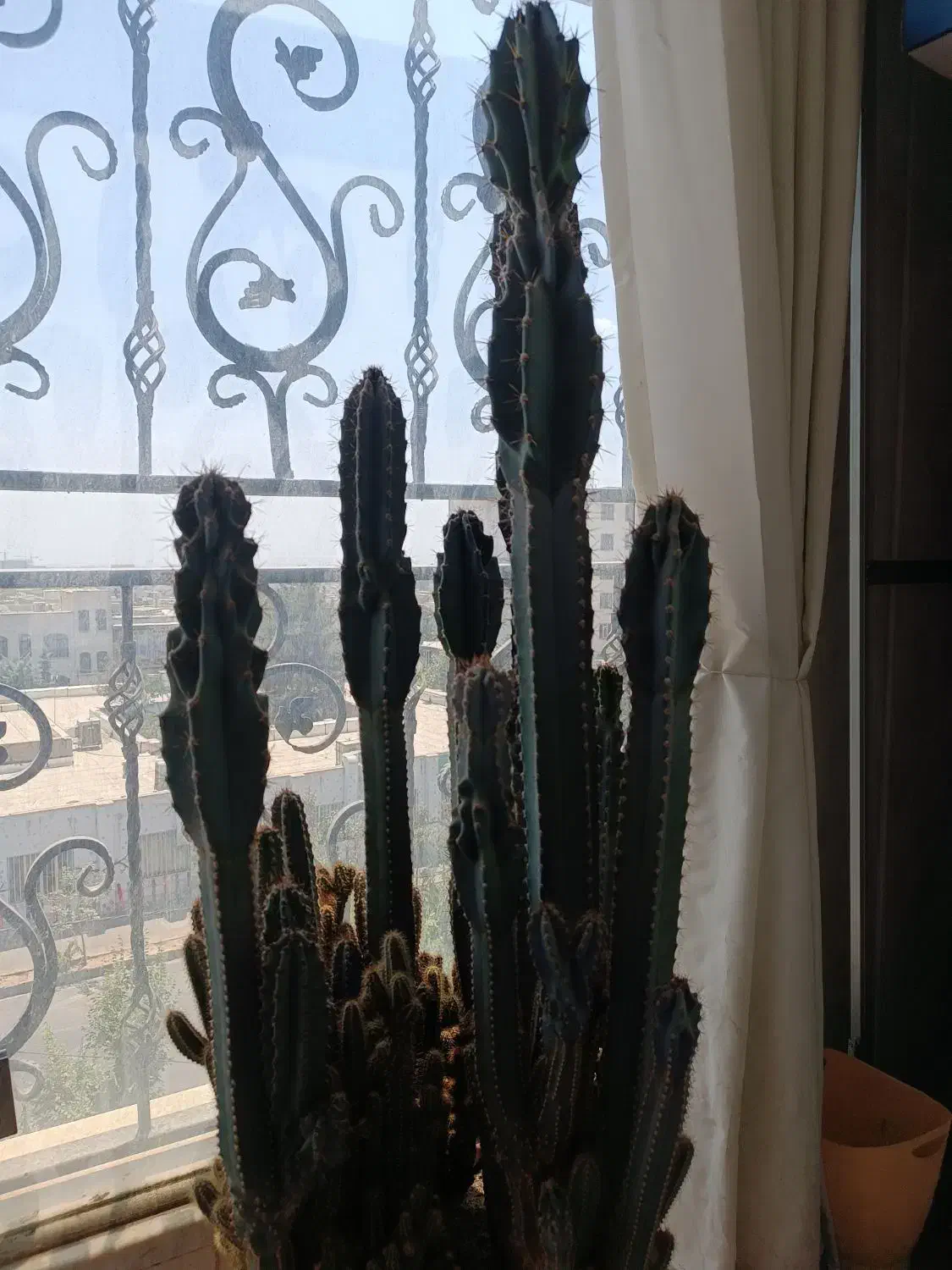 کاکتوس صخره ای بسیار زیبا|گل مصنوعی|کرج, عظیمیه|دیوار